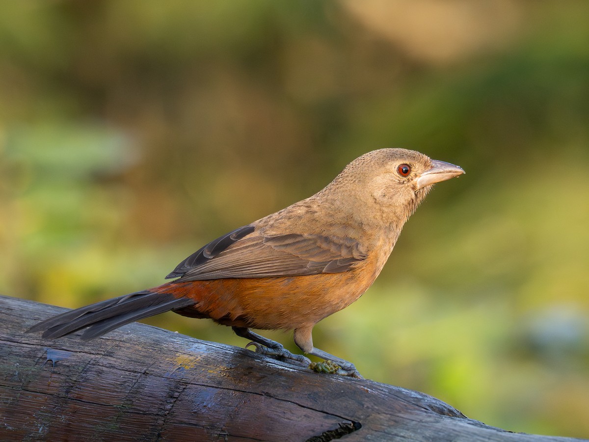 Brazilian Tanager - ML622806359