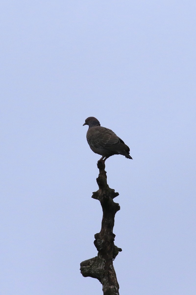 Pigeon picazuro - ML622806360