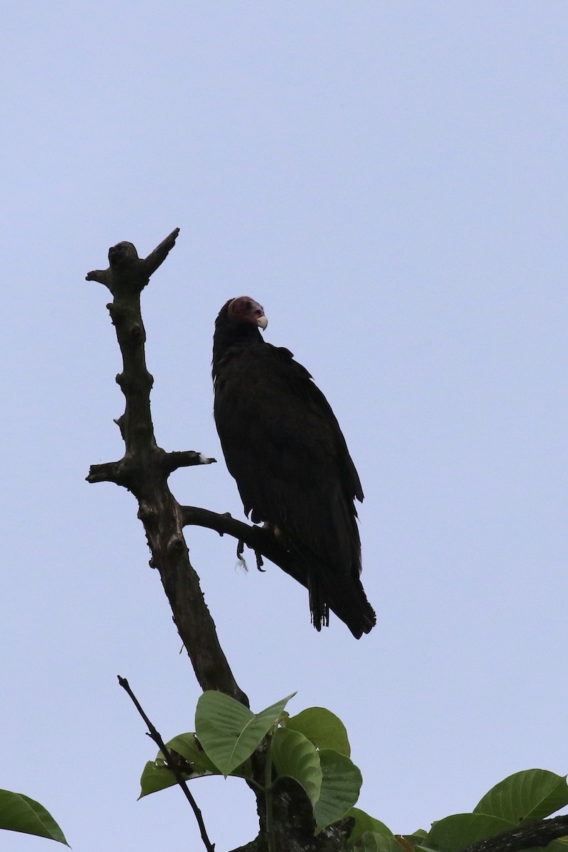 Urubu à tête rouge - ML622806362