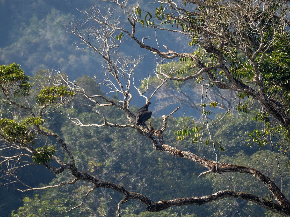 Black Vulture - ML622806365