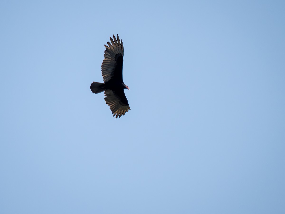 Turkey Vulture - ML622806368