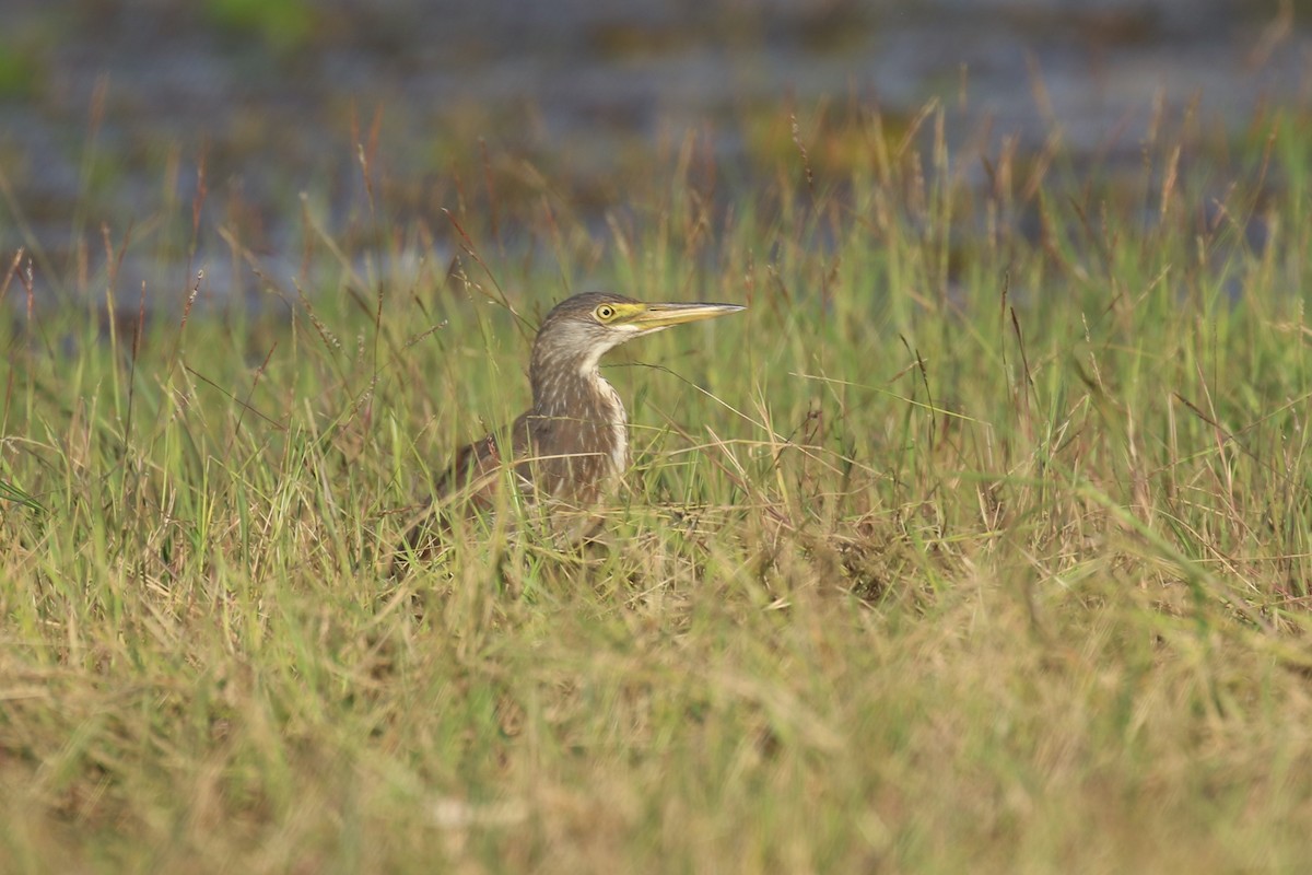 Rufous-bellied Heron - ML622806376