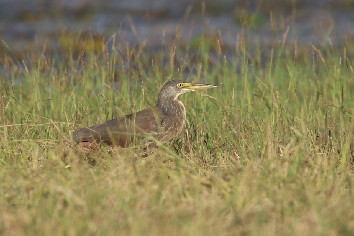 Rufous-bellied Heron - ML622806377