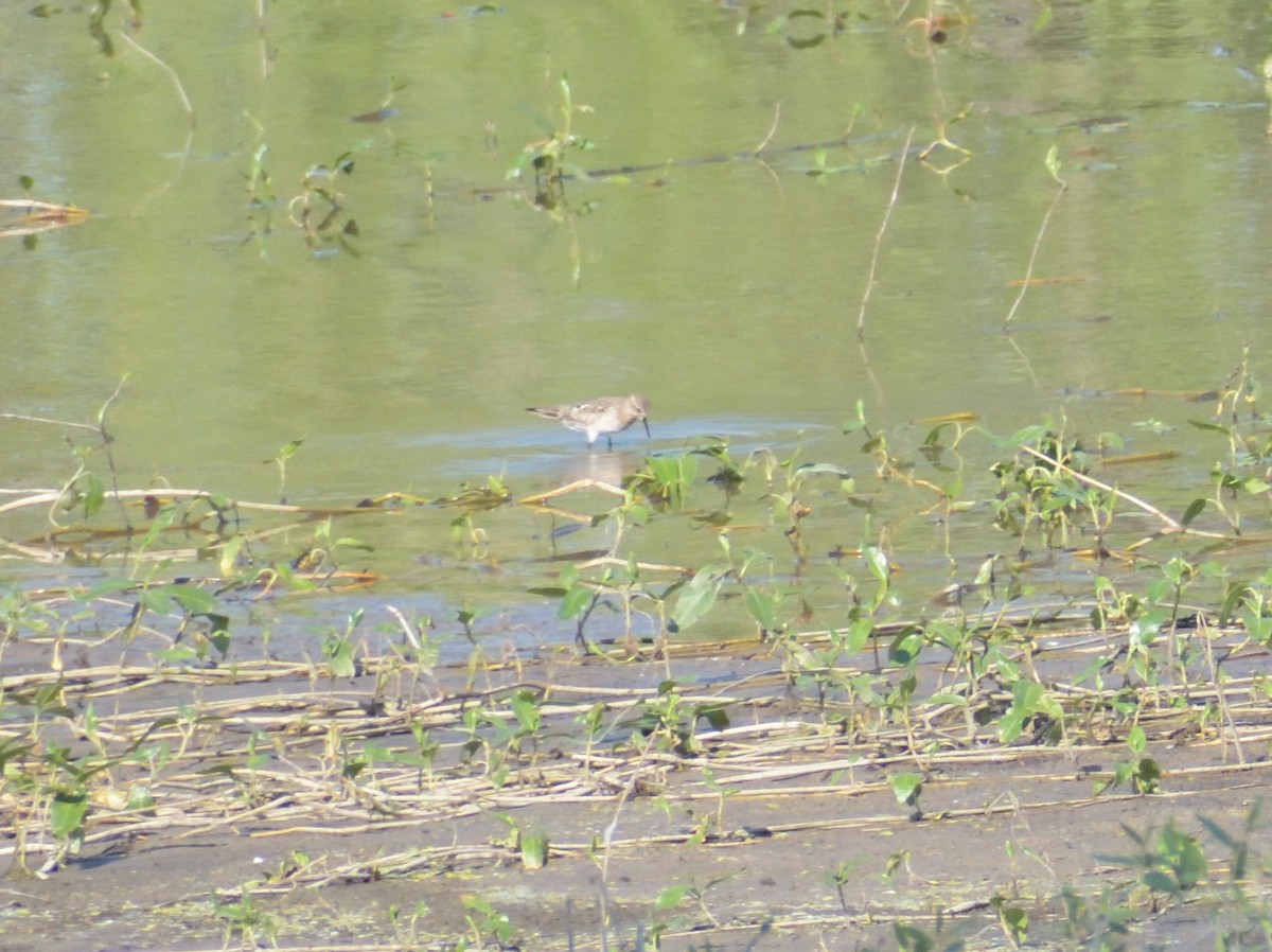 Baird's Sandpiper - Robert Tonge