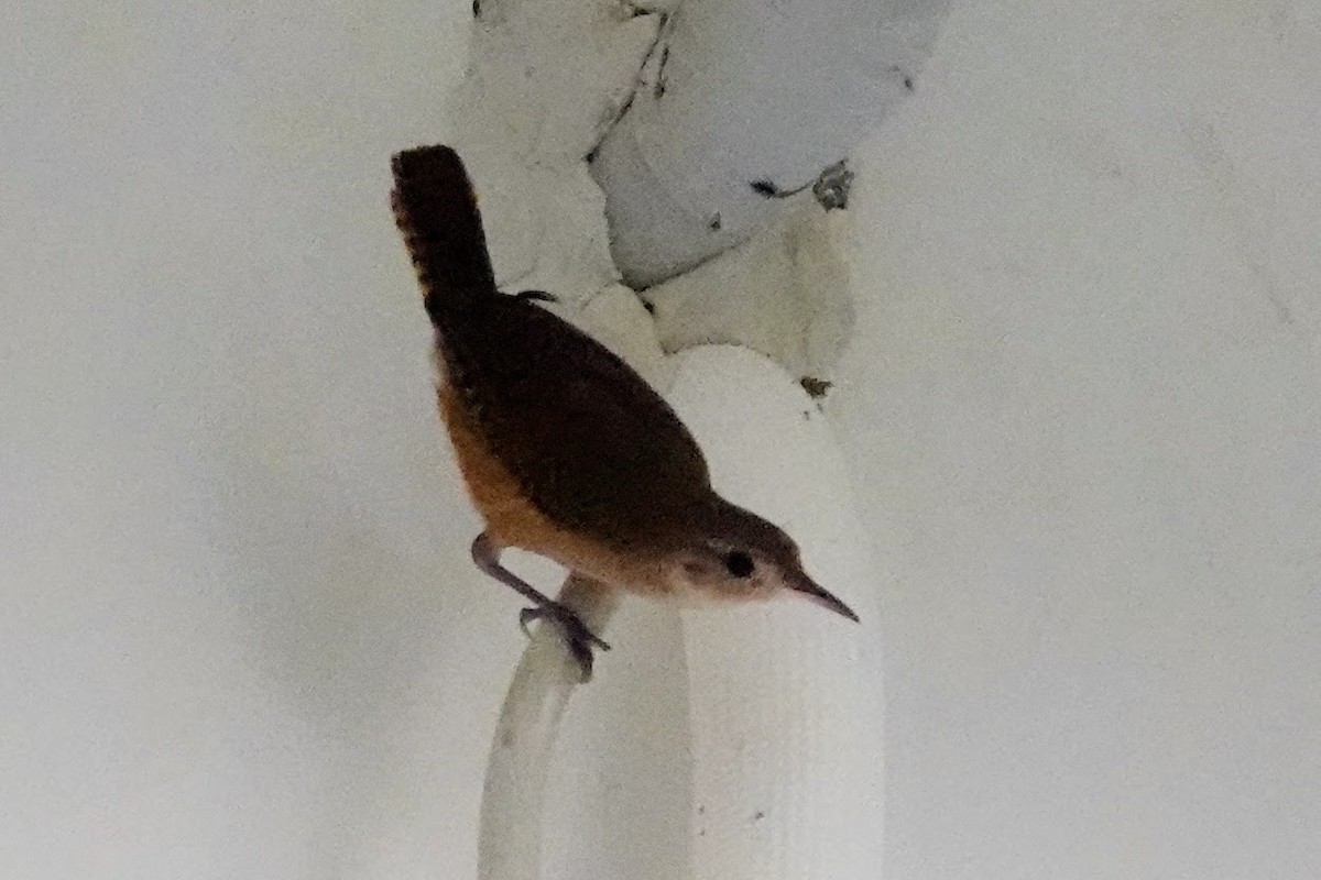 Buff-breasted Wren - Brecht Caers