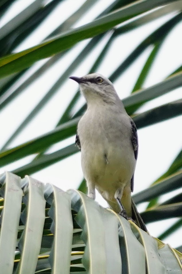 Tropical Mockingbird - Brecht Caers