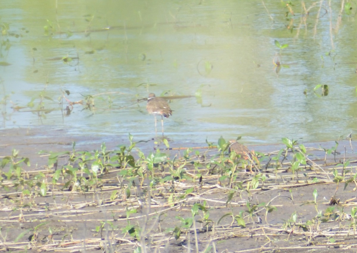 Killdeer - Robert Tonge