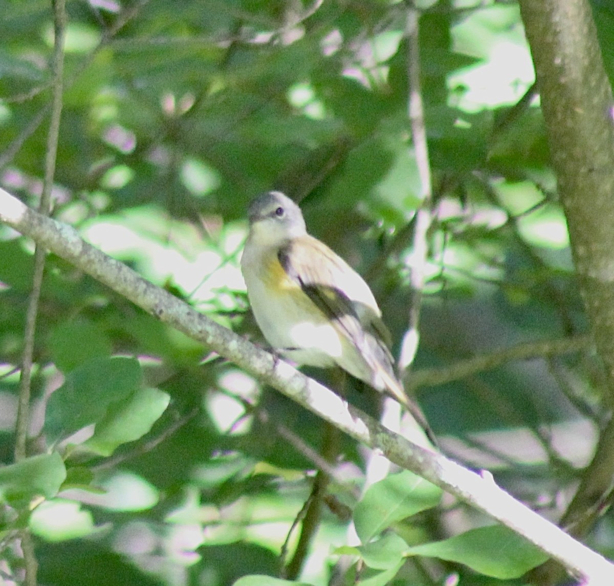 American Redstart - Adrien C