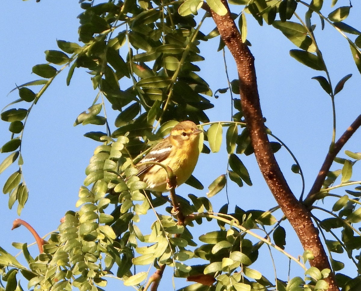 Blackburnian Warbler - Cathy Hagstrom