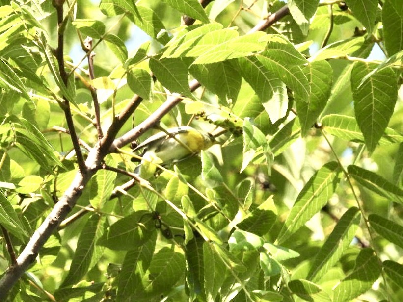 Northern Parula - ML622806456
