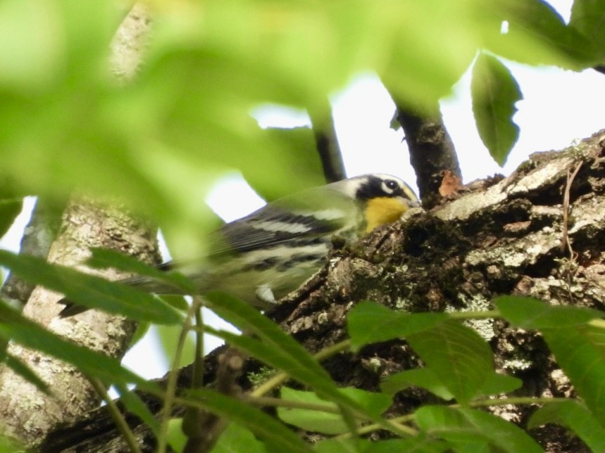 Yellow-throated Warbler - ML622806458