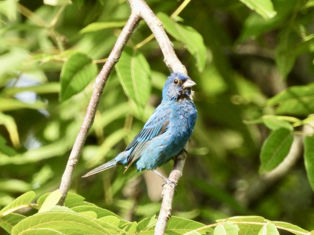 Indigo Bunting - ML622806466