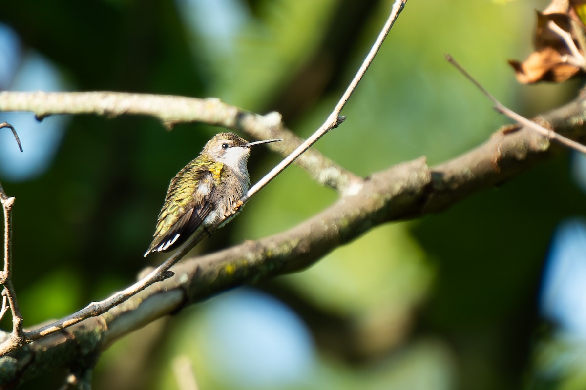 Ruby-throated Hummingbird - ML622806473