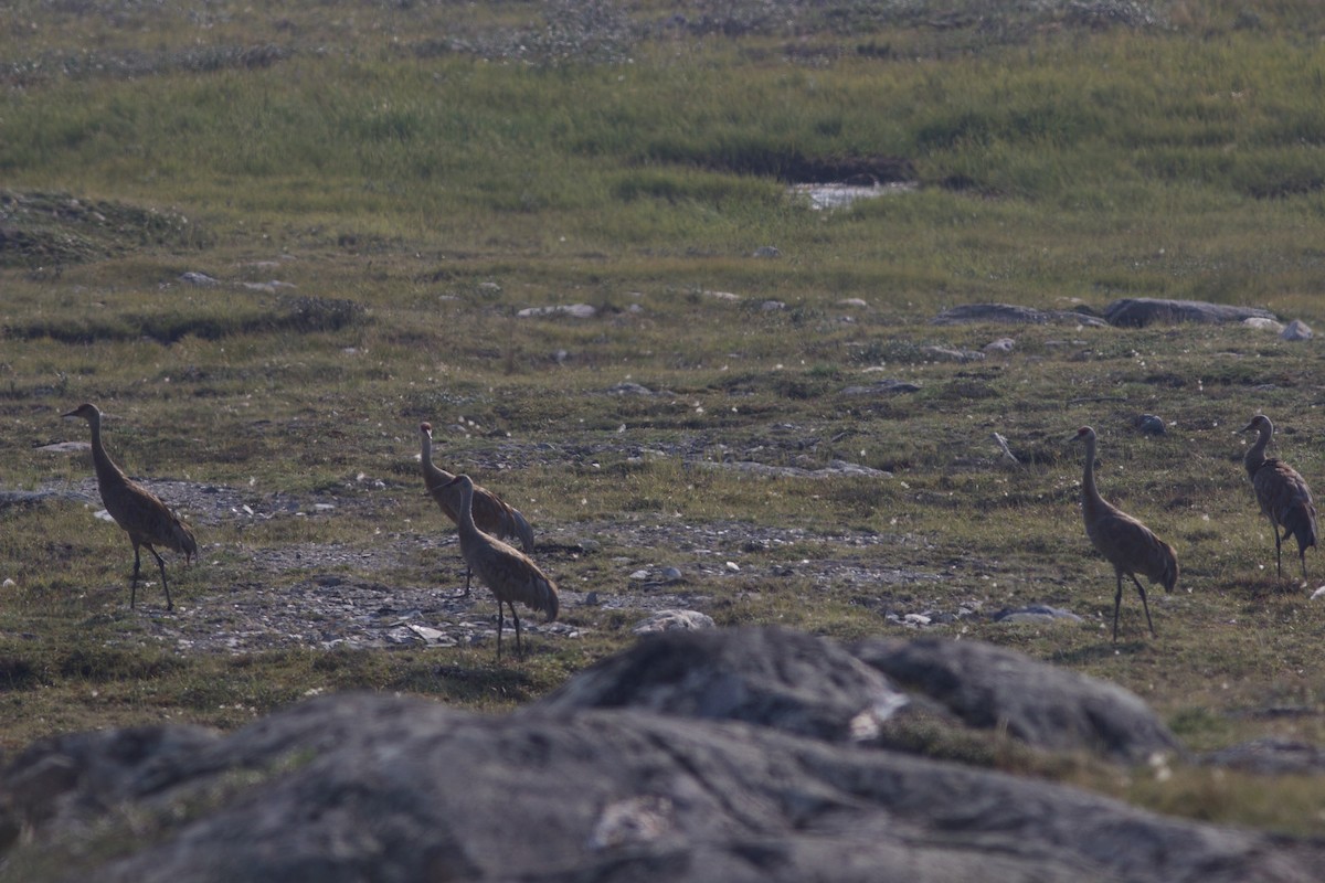 Sandhill Crane - ML622806490