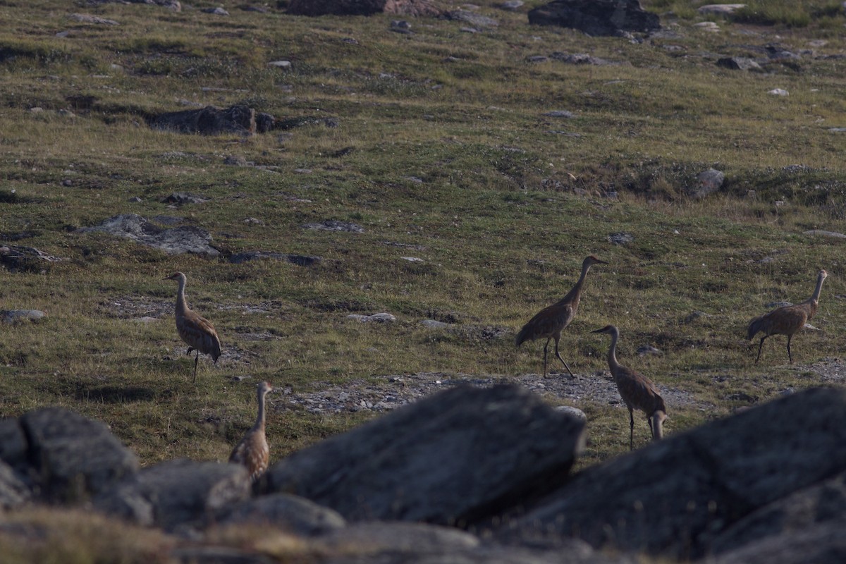 Sandhill Crane - ML622806493