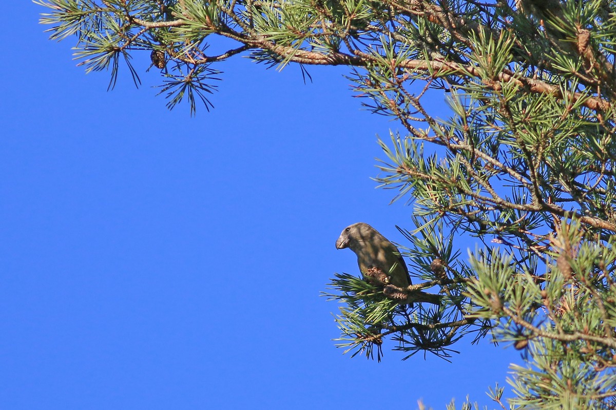 Parrot Crossbill - ML622806531