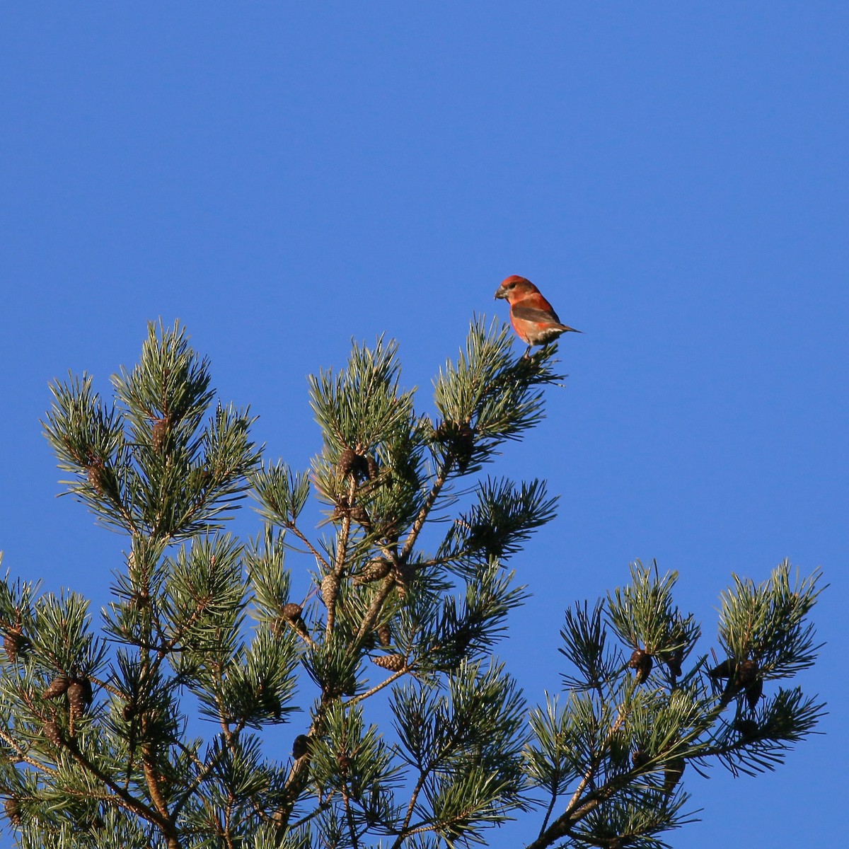 Parrot Crossbill - ML622806532