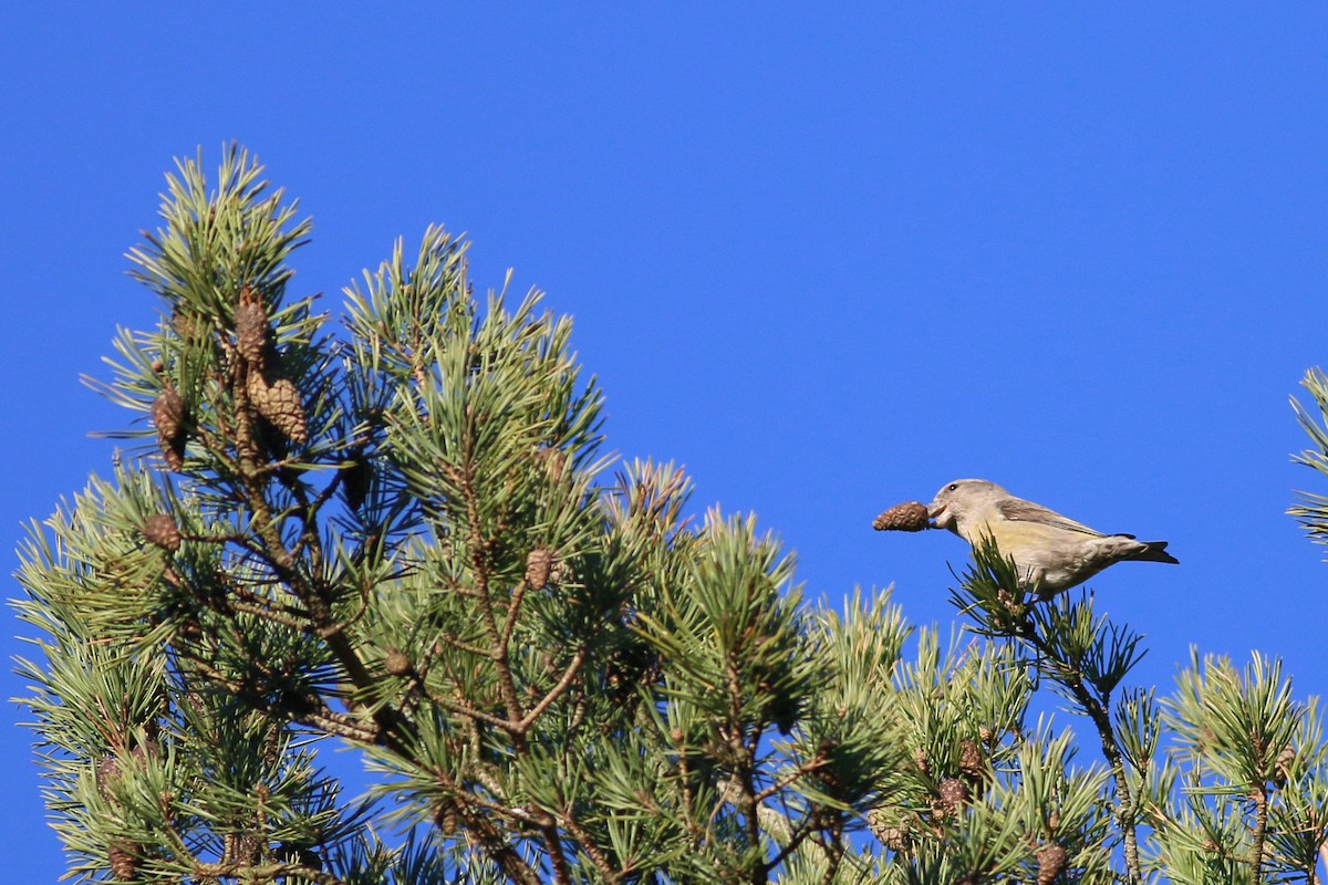 Parrot Crossbill - ML622806533