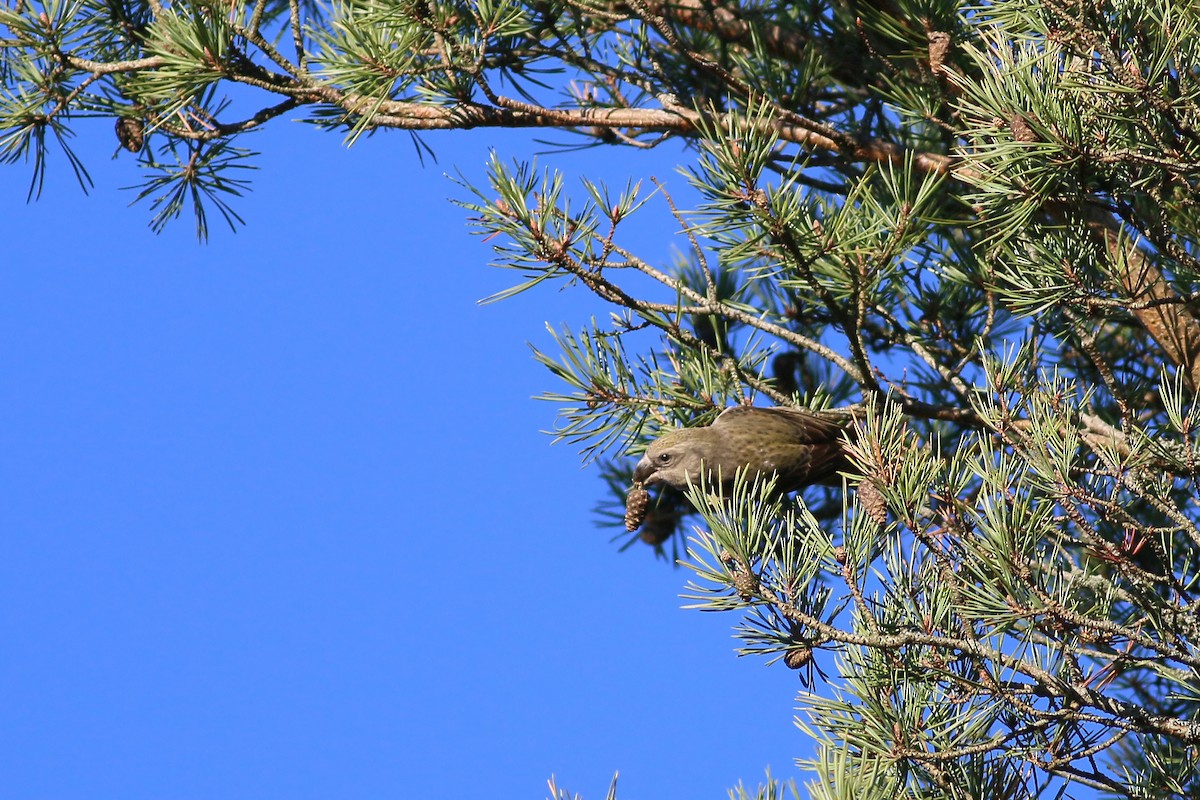 Parrot Crossbill - ML622806534