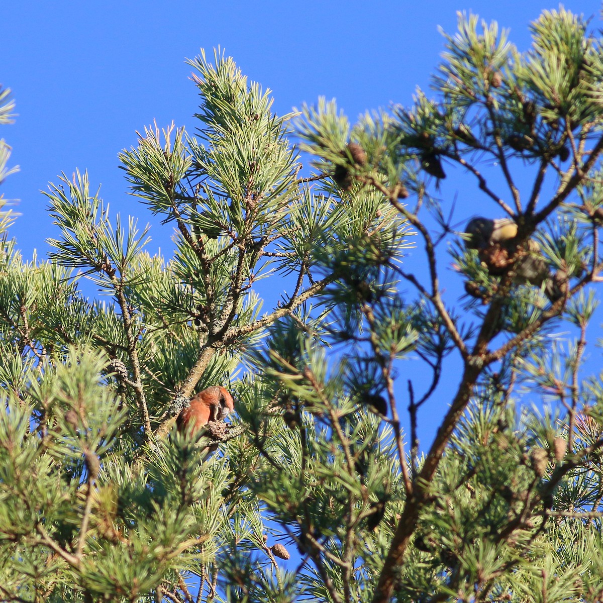 Parrot Crossbill - ML622806536