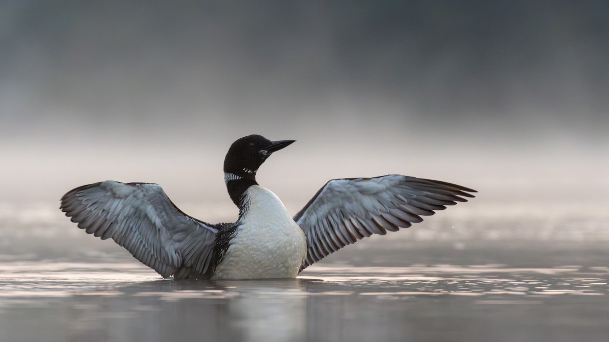 Common Loon - ML622806540