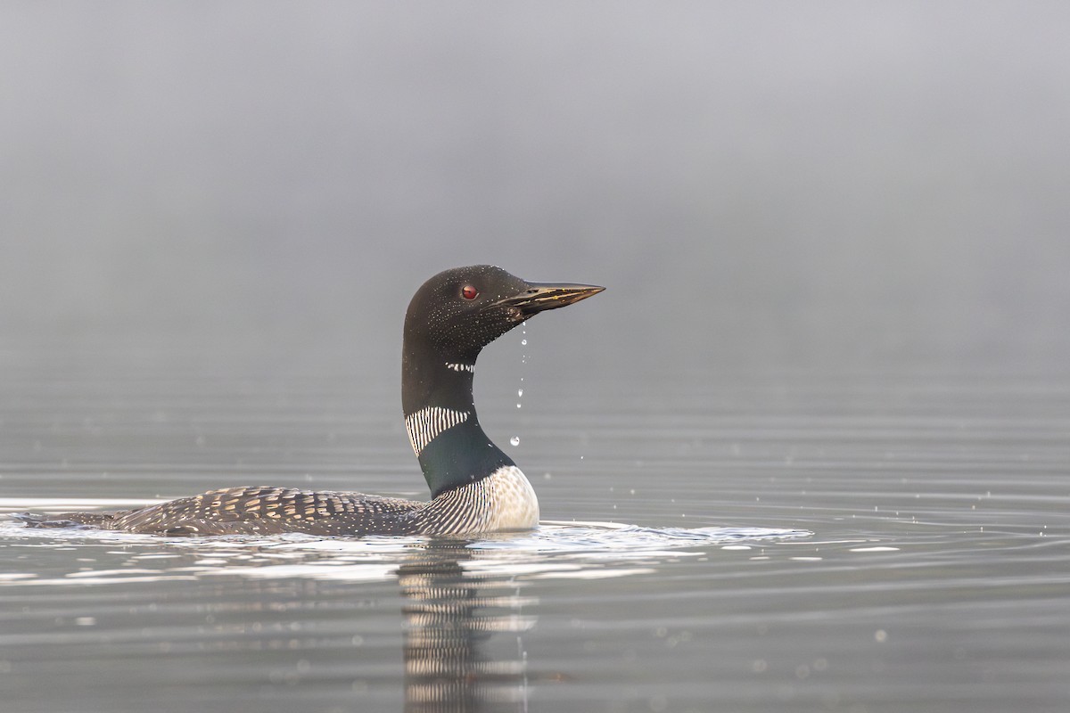 Common Loon - ML622806541