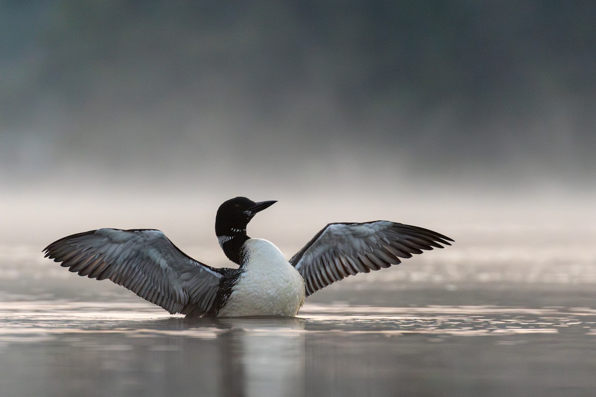 Common Loon - ML622806542