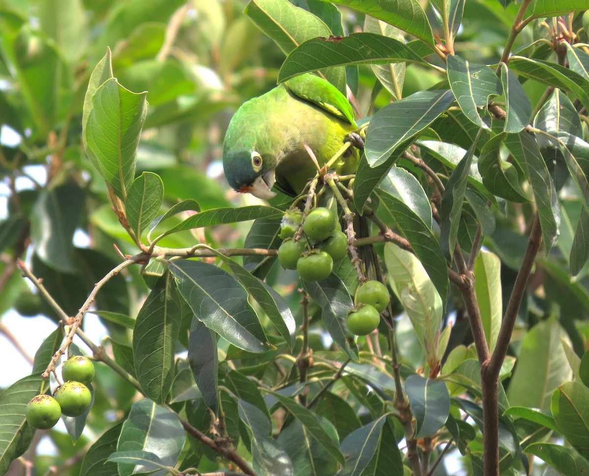 Orange-fronted Parakeet - Alfonso Auerbach