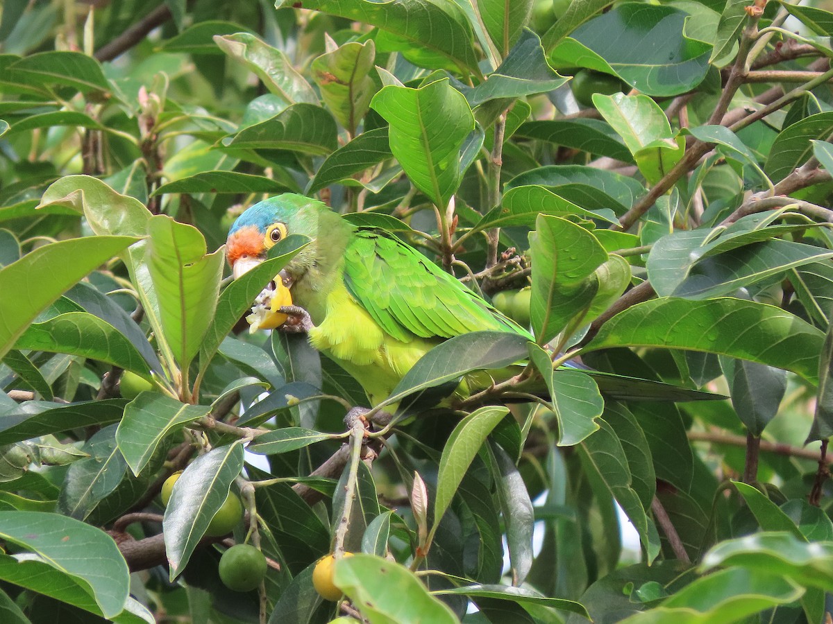 Orange-fronted Parakeet - Alfonso Auerbach