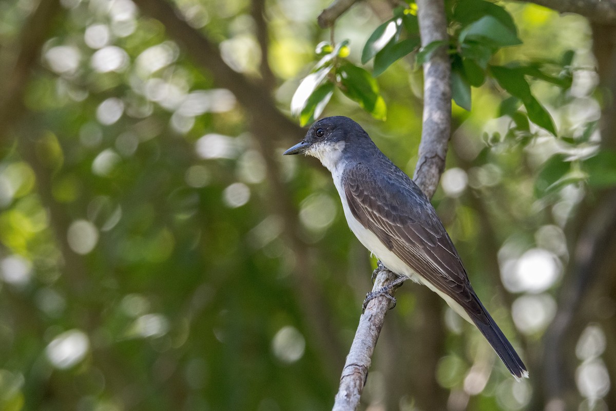 Eastern Kingbird - Ric mcarthur