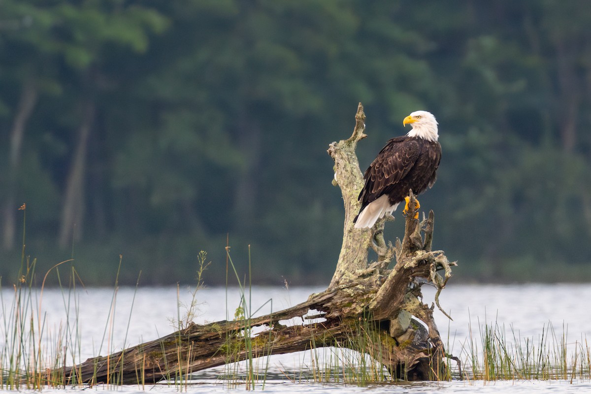 Bald Eagle - ML622806699