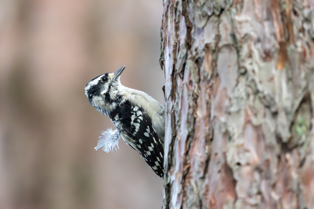 Downy Woodpecker - ML622806704