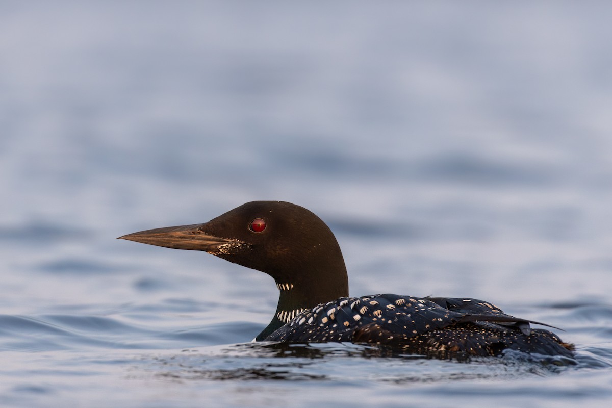 Common Loon - ML622806708