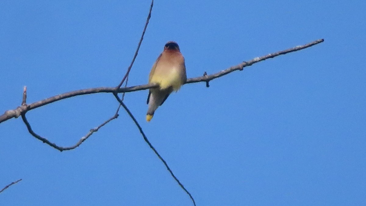 Cedar Waxwing - Gregory Allen