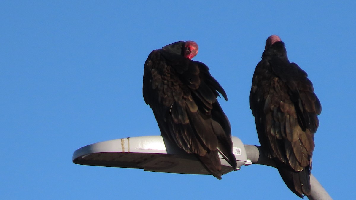 Turkey Vulture - Anne (Webster) Leight