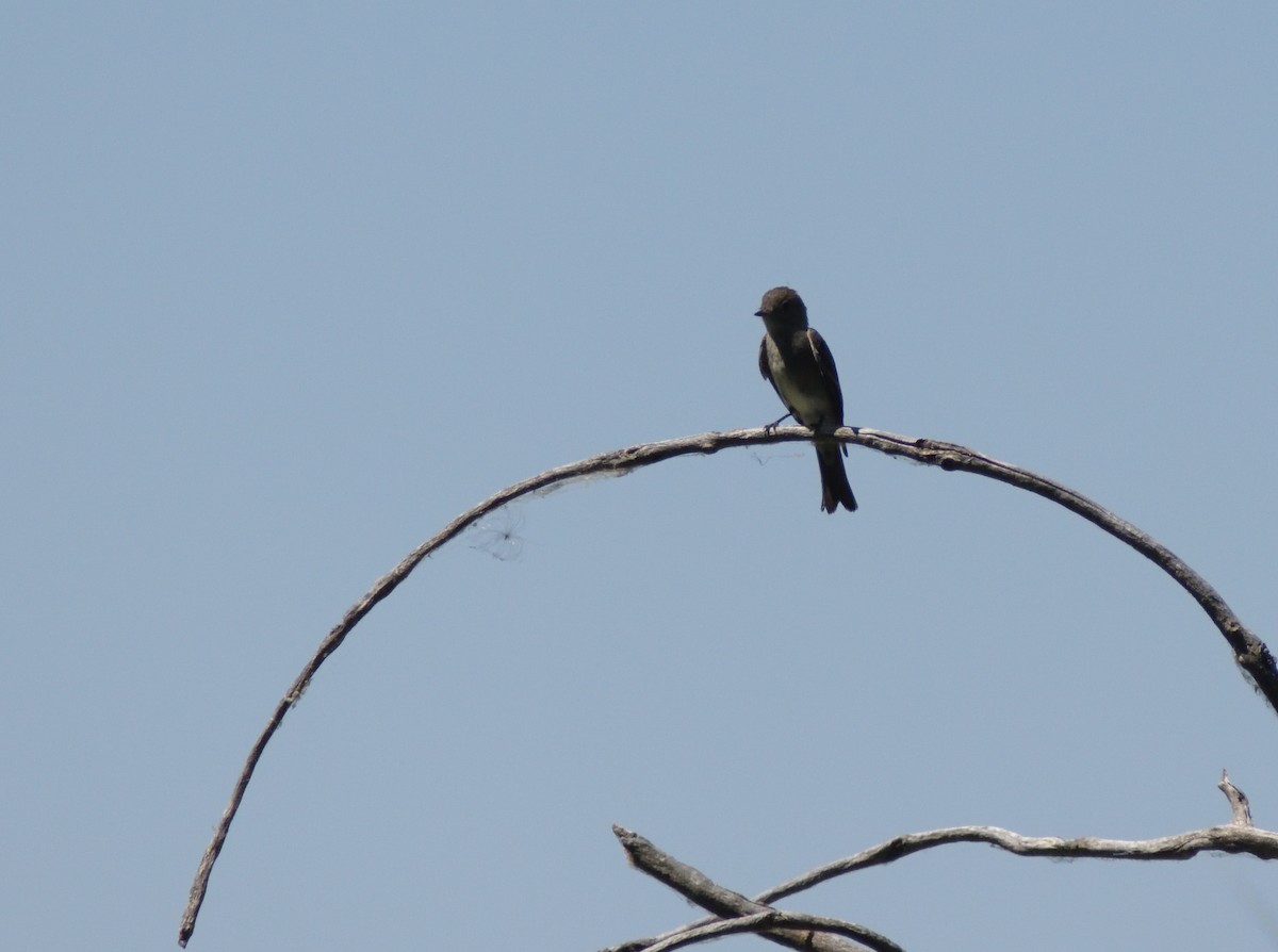 Western Wood-Pewee - Robert Tonge