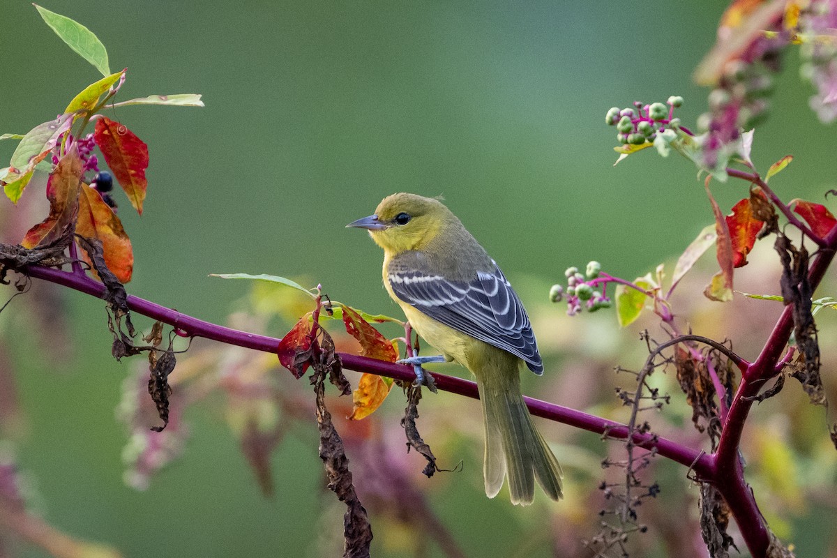 Orchard Oriole - ML622806812