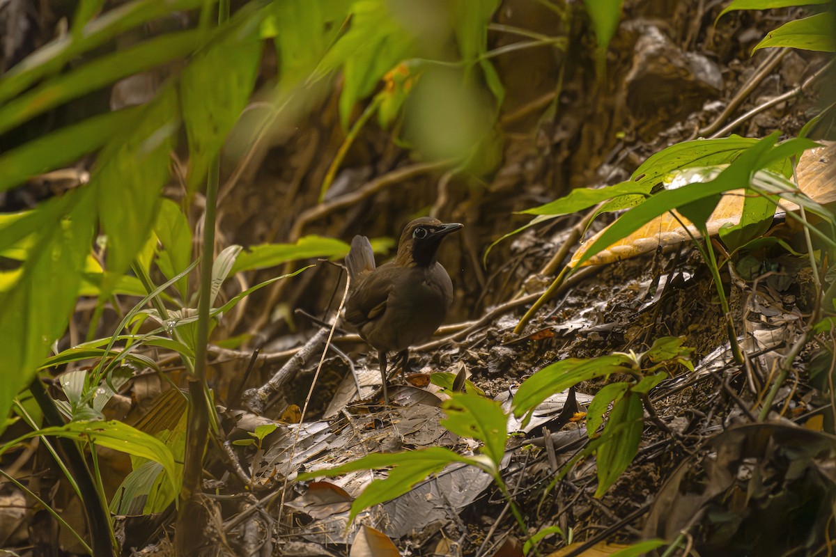 Black-faced Antthrush - ML622806814