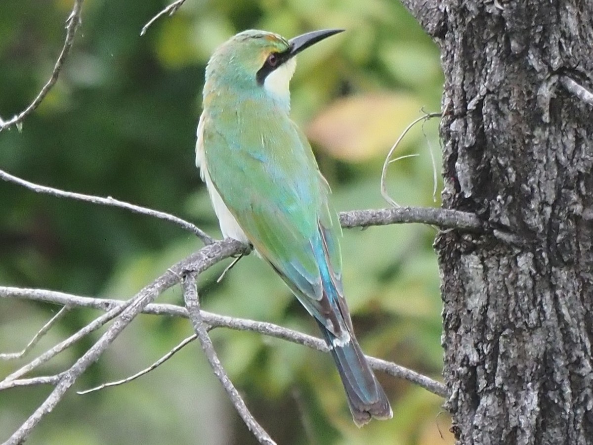 Rainbow Bee-eater - Frank Welten