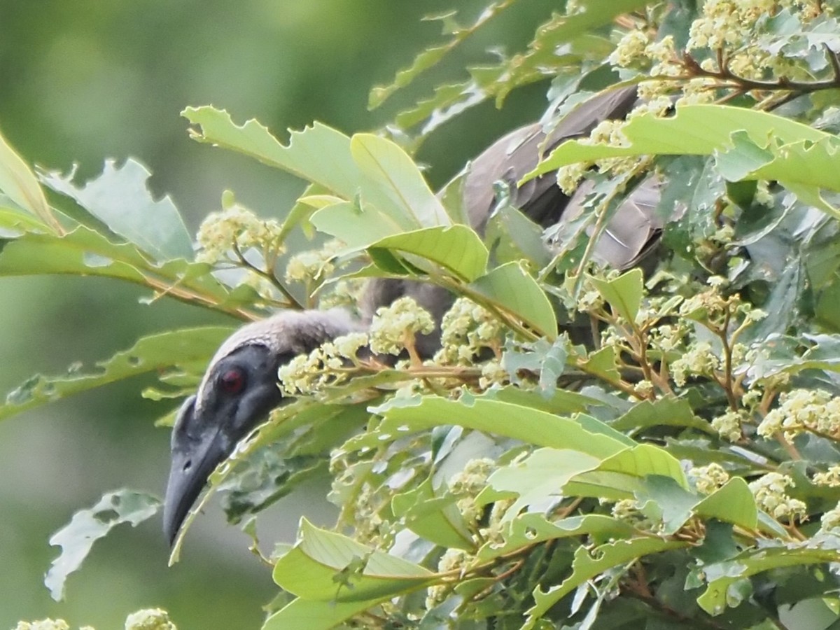 Helmeted Friarbird (Hornbill) - ML622806877