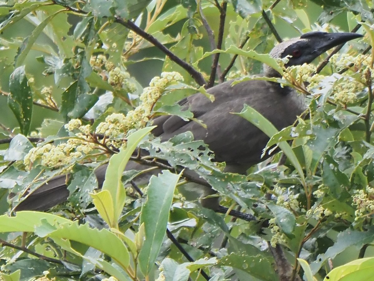 Helmeted Friarbird (Hornbill) - ML622806878