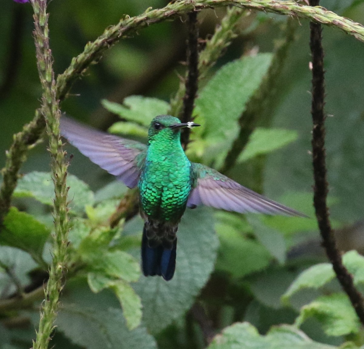 Blue-vented Hummingbird - ML622806880