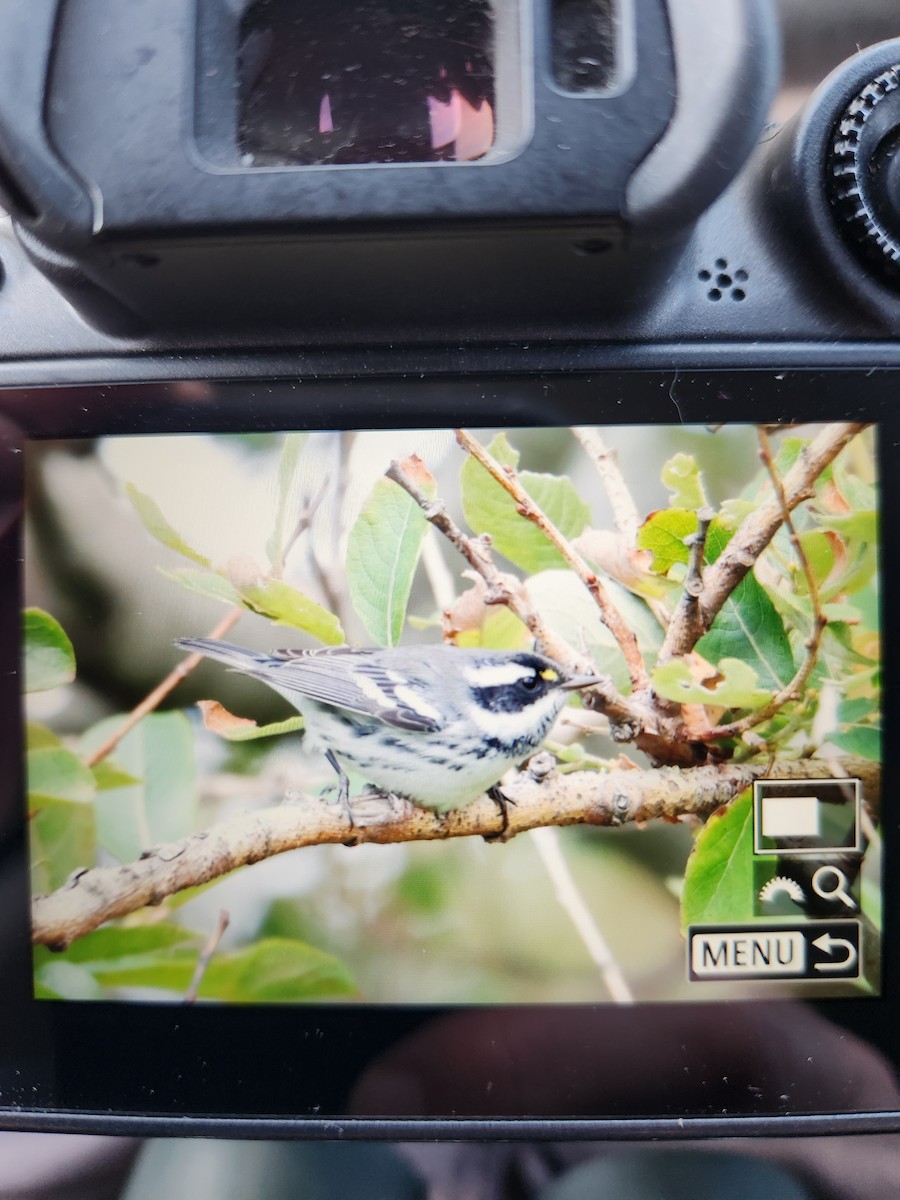 Black-throated Gray Warbler - ML622806886