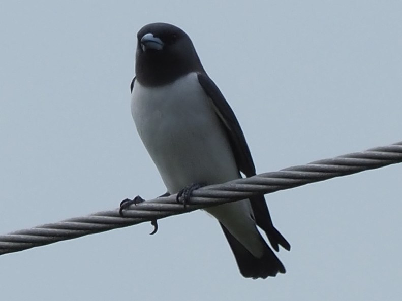 White-breasted Woodswallow - Frank Welten