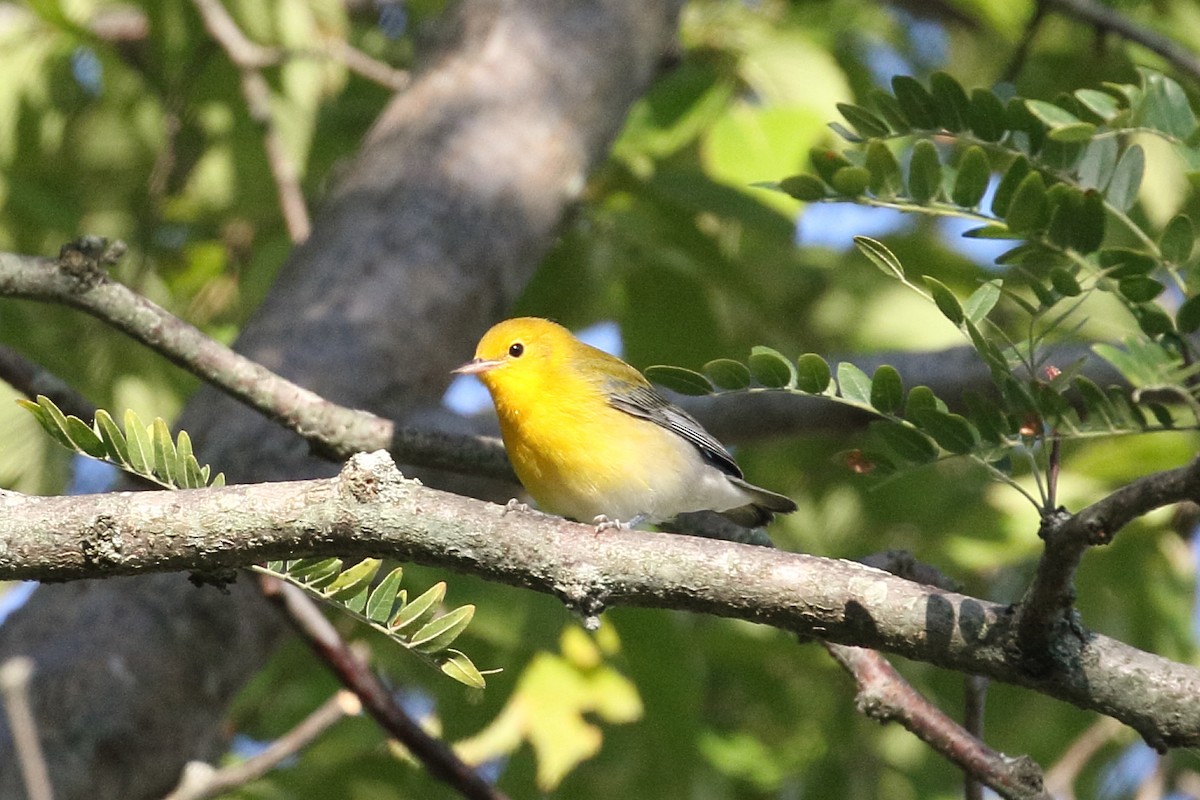 Prothonotary Warbler - ML622806896