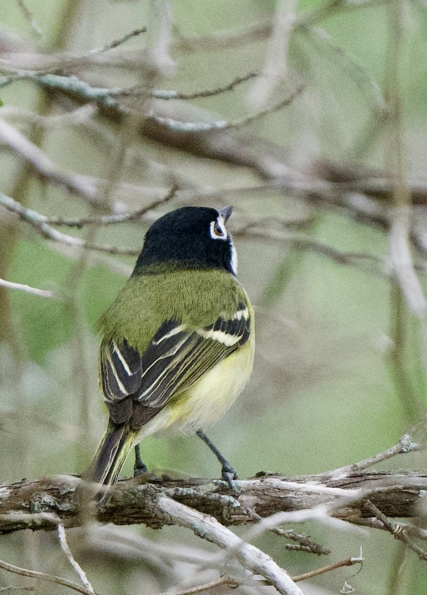 Black-capped Vireo - John Gluth