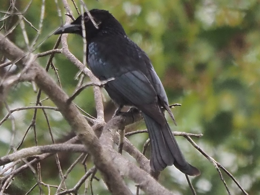 Drongo pailleté - ML622806911