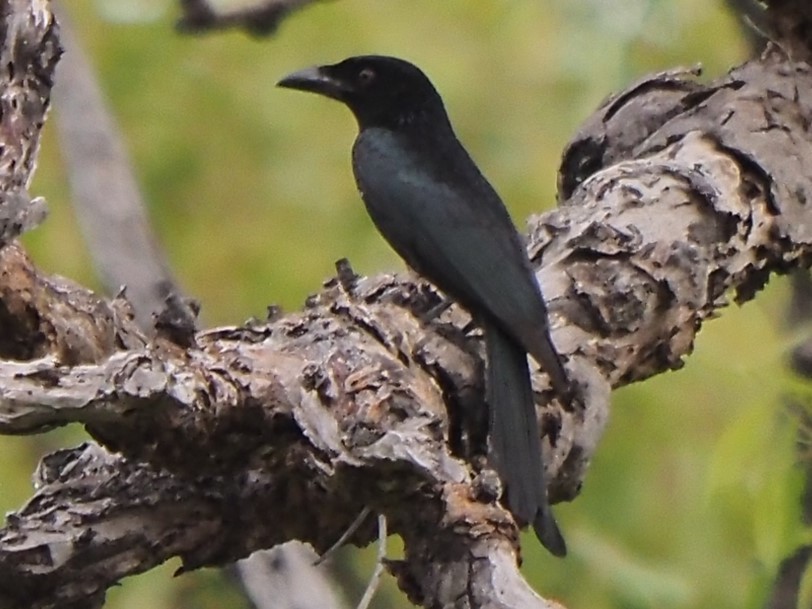 Drongo pailleté - ML622806912