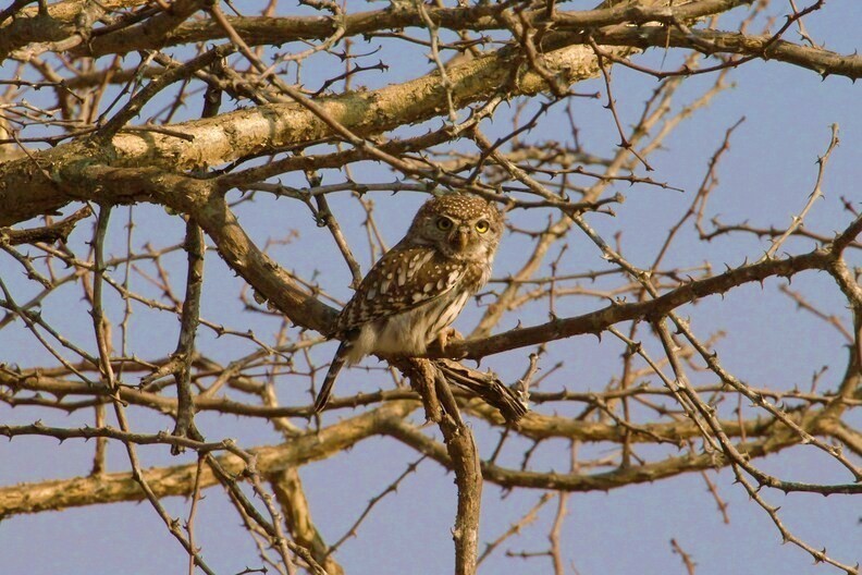 Pearl-spotted Owlet - ML622806924