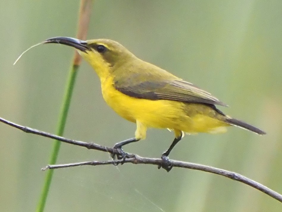 Sahul Sunbird - ML622806990